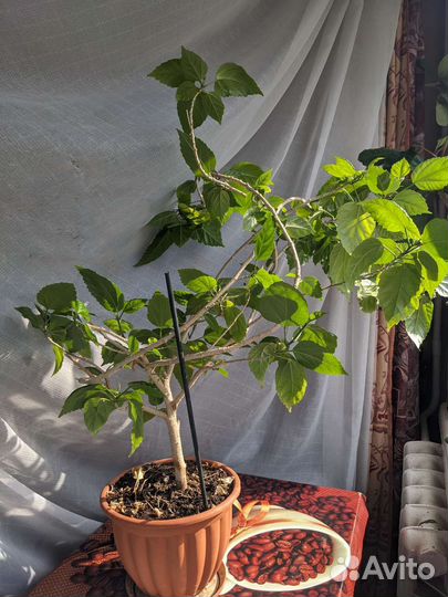 Гибискус китайская роза