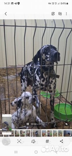 Далматин в добрые руки