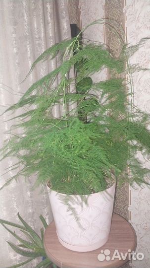 Фикус,аспарагус