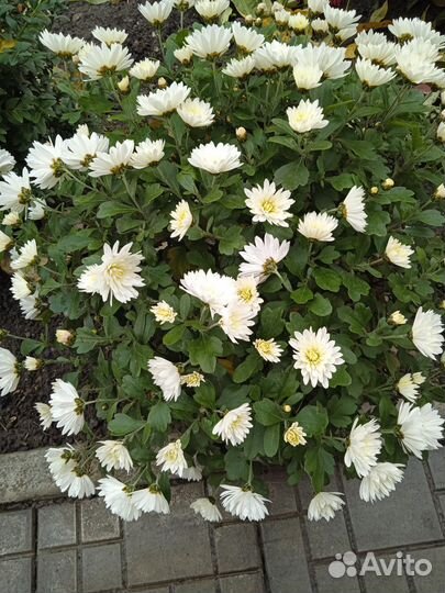 Хризантемы