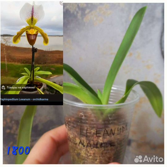 Орхидея пафиопедилум