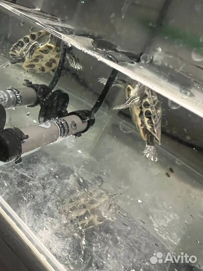 Черепашка маленькая