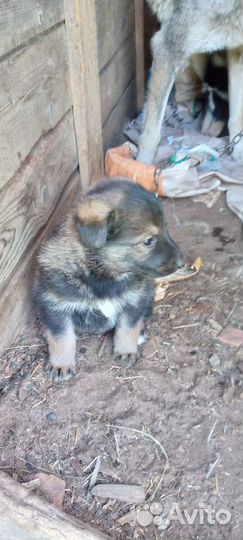 Продам щенков западно сибирской лайки