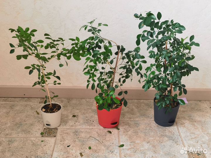 Комнатное растение Мурайя метельчатая карликовая