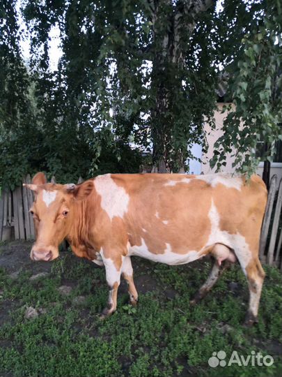 Корова дойная