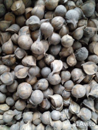 Чеснок и детка Рокамболь