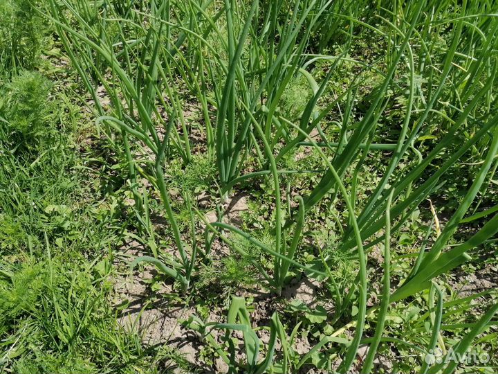 Свежая зелень, овощи,ягоды