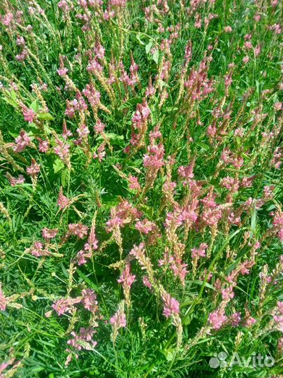 Сено,Солома, горох корм,доставка