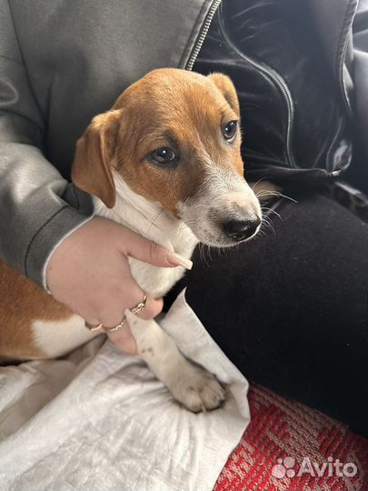 Щенки джек рассел терьер