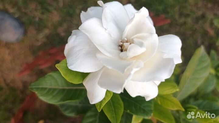 Гардения махровая