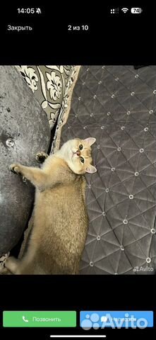 Шатланский котенок объявление продам