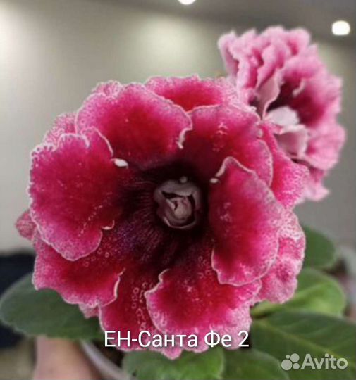 Глоксинии сортовые махровые-ен