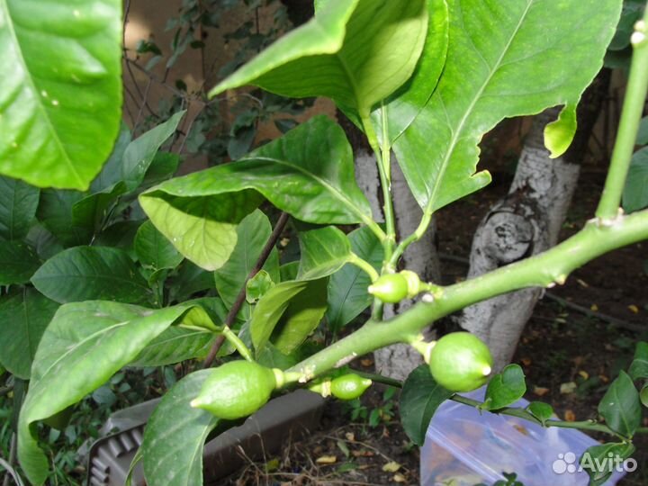 Павловский лимон