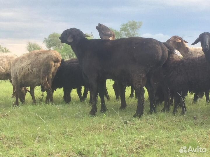 Овцы бараны