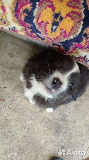 Щенок в добрые руки бесплатно маленькой породы