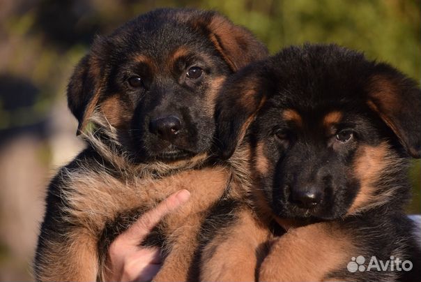 Породные щенки немецкой овчарки объявление продам