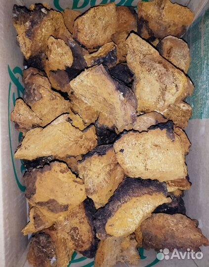 Чага кусковая