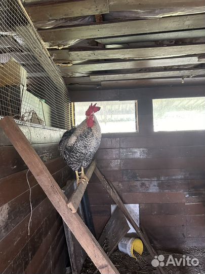 Петухи породы доминант