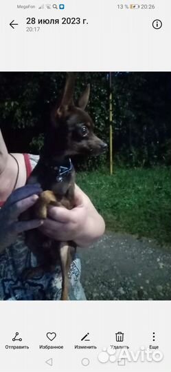 Мини той-терьер щенки