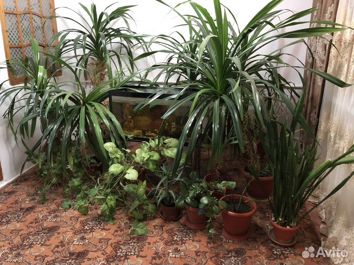 Цветы, аквариум