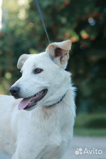 Щенок Белла в дар