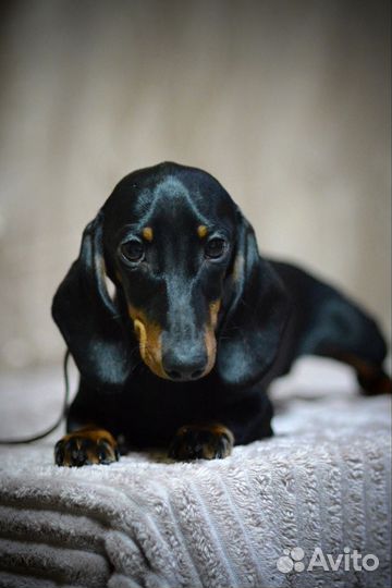 Карликовая такса щенки