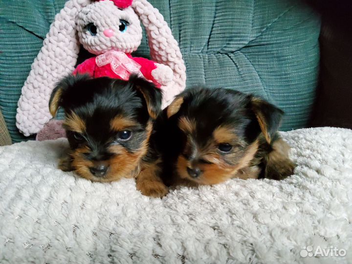 Мини йорики