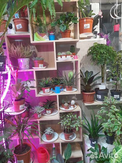 Комнатные растение(большой выбор)