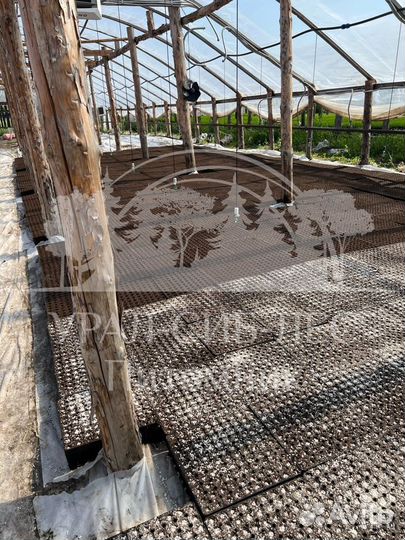 Горная сосна Мугус зкс сеянцы