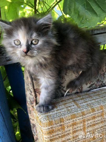 Отдам в хорошие руки котенка