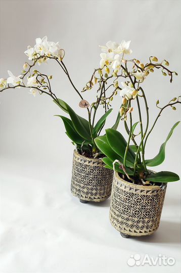 Фаленопсис Soft Cloud MF в керамике D10/40