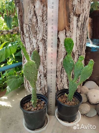 Кактусы и суккуленты