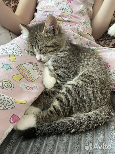 Кошка