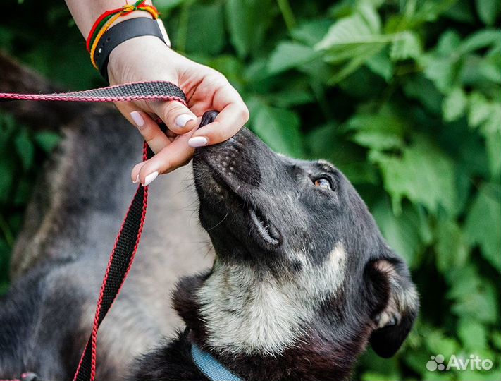 Собака-компаньон Настя в добрые руки