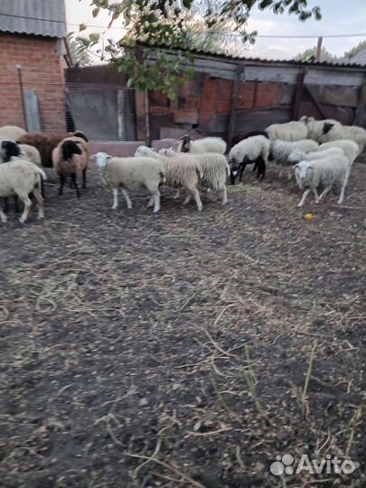 Продаётся молодняк до года