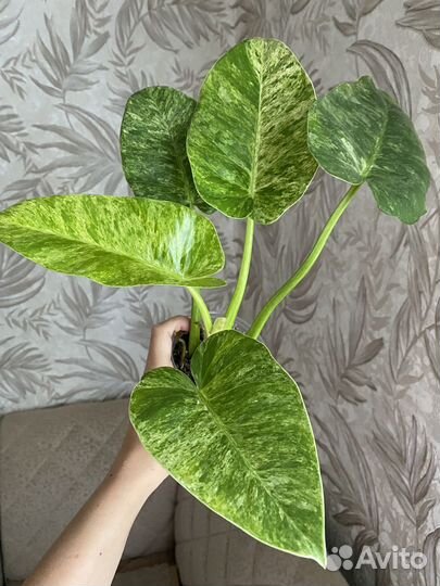 Филодендрон гигантум вариегатный
