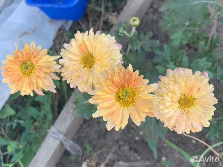 Хризантема