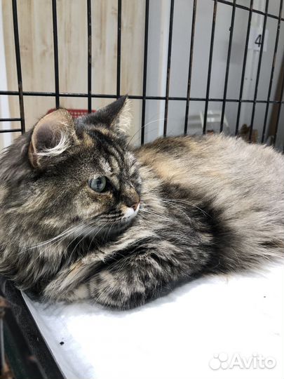 Пушистая кошечка в добрые руки