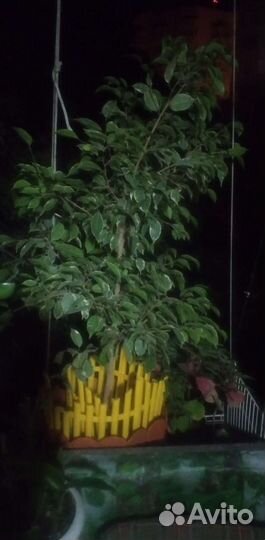 Фикус бенджамина 130см