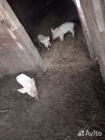 Поросята