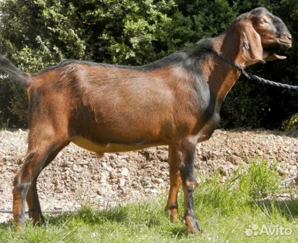 Нубийский козел