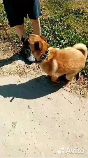 Чебурашкин