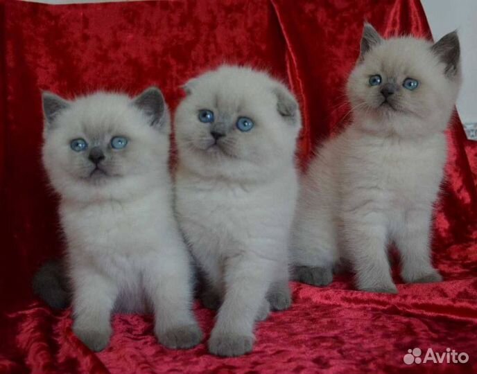 Британские котята