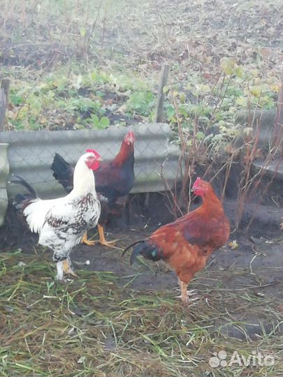 Петушки молодые