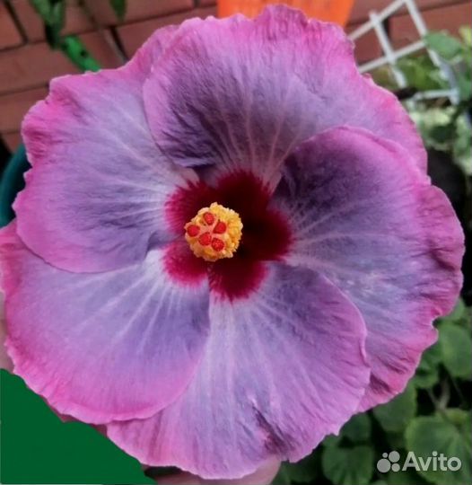 Гибискус на срез