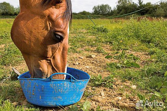 Корм для лошади