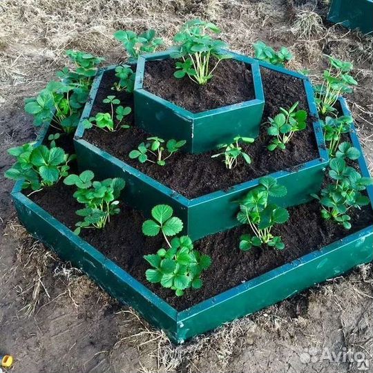 Рассада клубники