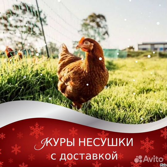 Куры несушки