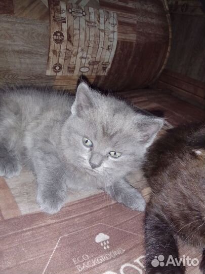 Британская