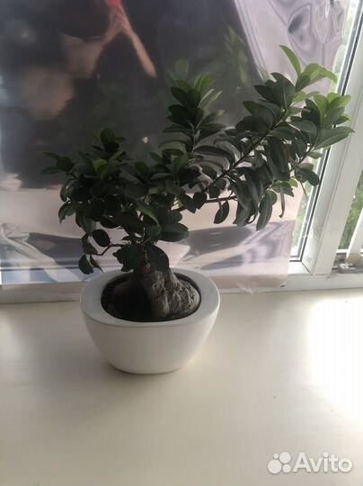 Дерево бонсай